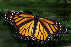 Monarch butterflies in Pacific Grove, CA